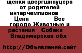 щенки цвергшнауцера от родителей интерчемпионов,   › Цена ­ 35 000 - Все города Животные и растения » Собаки   . Владимирская обл.